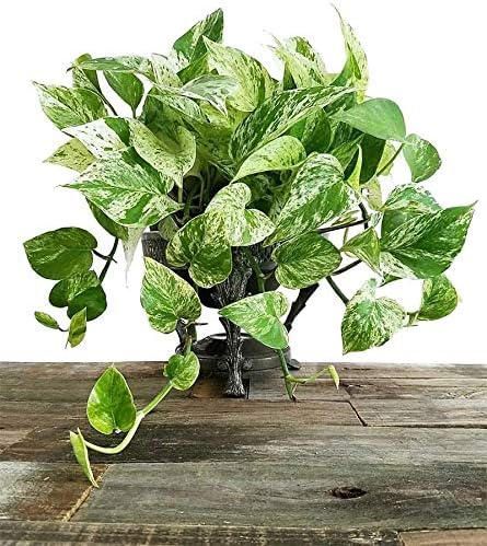 American Plant Exchange Marble Queen Pothos – Live 6-Inch Pot, Bright Green Trailing Vine, Easy-Care Air Purifying Houseplant for Hanging Planters, Shelves & Indoor Home or Office Décor - Image 2
