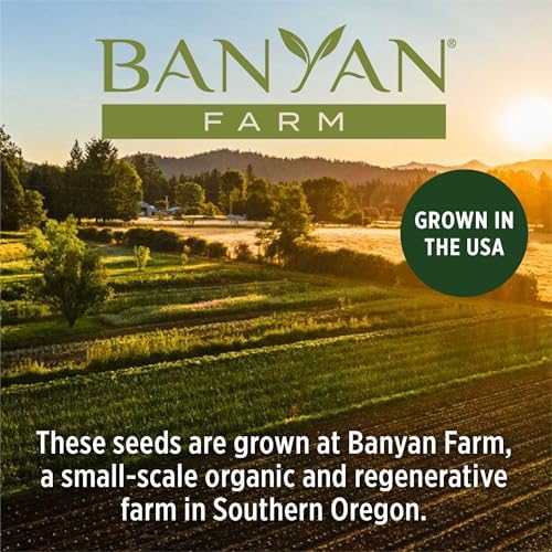 Banyan Botanicals Organic Green Bean Seeds – Provider Heirloom Green Bean Seeds – Early-Producing, Tender, and Crisp – 100 Count – Open Pollinated Non-GMO Easy to Grow - Image 7