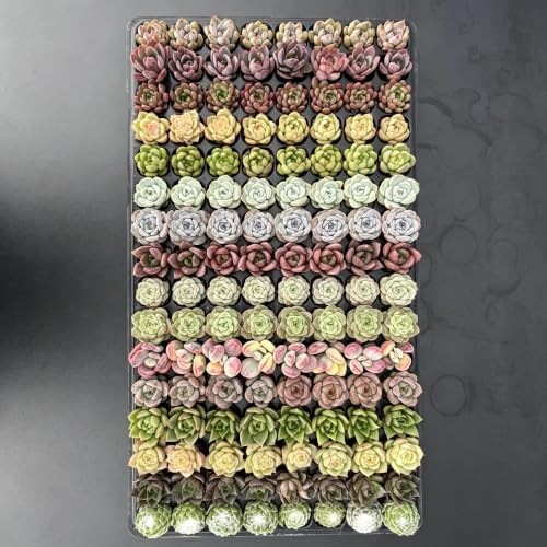 17 Live Assorted Succulents with Root Ball, At Least 10 Different Varieties - Image 4