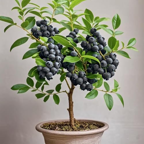 6 Huckleberry Bushes Live Plants, Sweet Edible Berry Bush, 1-3 Inch Tall - Image 3