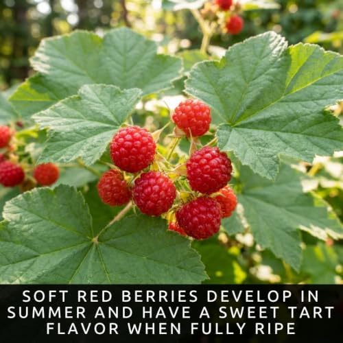 100 Thimbleberry Seeds | Rubus parviflorus | Berry Seeds for Planting - Image 6
