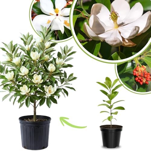 Sweetbay Magnolia Live Plant, Ornamental Tree, 6-12 Inch Tall, 2.5 Inch Pot by UIOTER