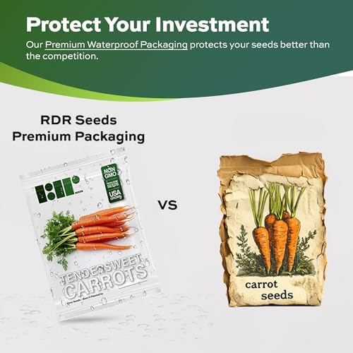 1000 Tendersweet Carrot Seeds for Planting - Heirloom, Non-GMO, USA Grown - By RDR Seeds - Image 2