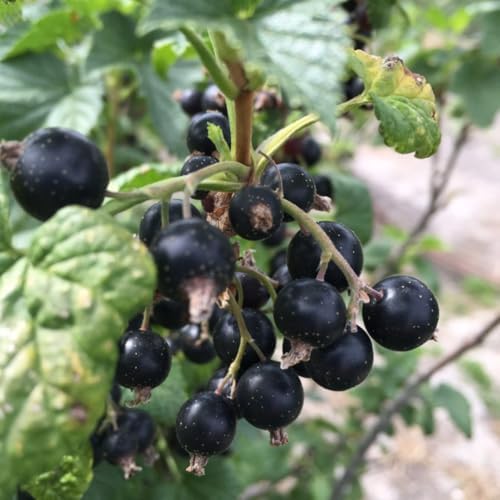 Black Currant Bush Live Plant, Berry Fruit Bush, 6-12 Inch Tall - Image 6
