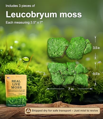 LuckyRunes Live Leucobryum Moss 2-Pack 3.5x7in for Terrariums & Bonsai - Image 2