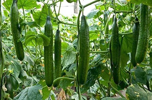 Self-Pollinating Cucumber Zozulya F1 Seeds – Hybrid for Planting - Image 7