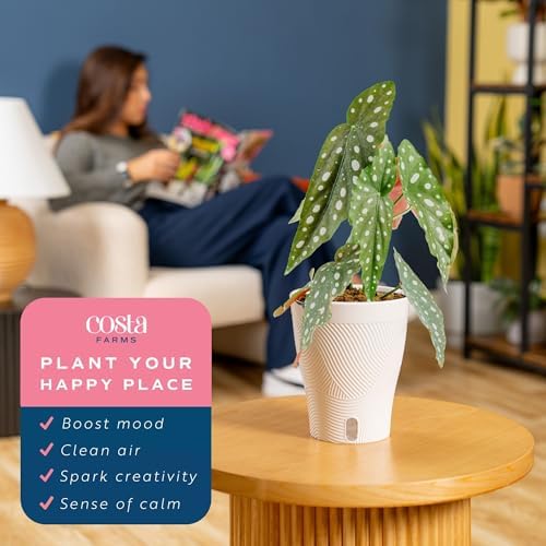 Costa Farms Begonia, Live Indoor Plant, Easy Care, Home Decor - Image 5