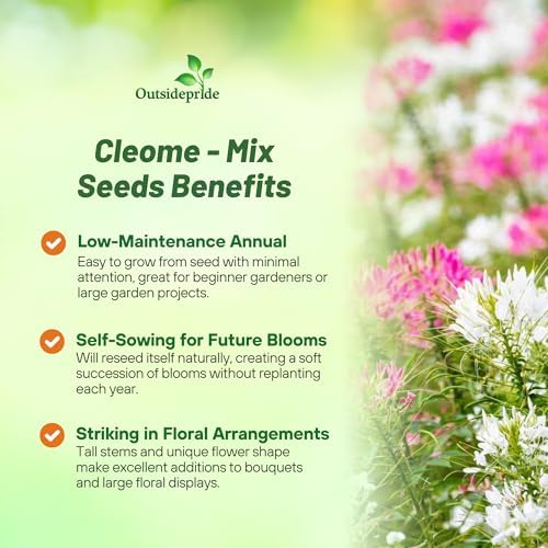 Outsidepride Cleome Seeds Mixture - 1000 Pcs Annual Flower Seeds with Large, Airy, Spidery Blooms, Drought Tolerant Spider Plant for Xeriscaping, Flower Bed, Border, Pollinator, & Cut Flower Garden - Image 3
