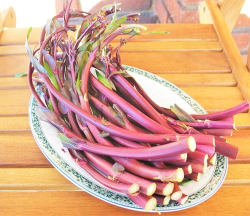 Hon Tsai Tai Purple Yu Choy Sum Seeds - 500+ Count & 5000+ Green Yu Choy Sum 70D - for 2026 Planting Hong Caitai Red Chinese Flowering Cabbage Moss Bok Choi Asian Vegetable - Image 7