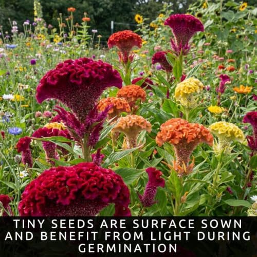 Cockscomb Seeds for Planting | 100 Seeds | Colorful Celosia Flowers - Image 2