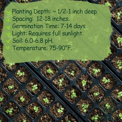 Premium Okra Seeds - 100 Heirloom Seeds for Planting, Non-GMO, High Yield, Fast Growing, Heat-Resistant Vegetable Seeds for Home Garden & Outdoor Planting - Fresh, Crisp & Flavorful Okra - Image 5