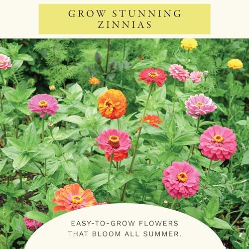 Sereniseed Cut and Come Again Zinnia Seeds (2 oz) - Image 6