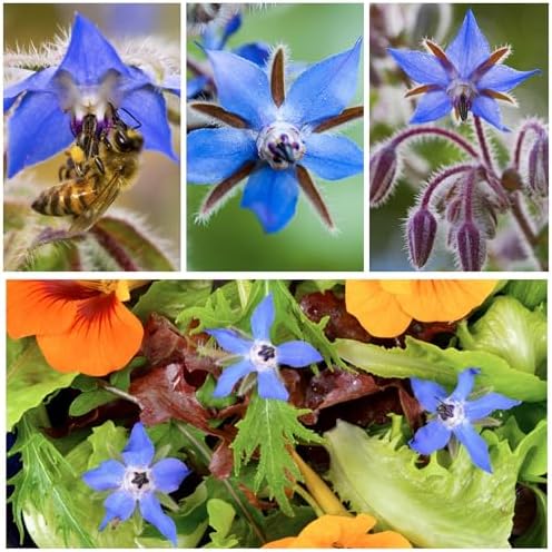 Seed Needs Borage Seeds Variety Pack of 2 - Non-GMO & Heirloom Herb Garden - Image 6