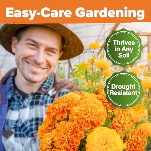 HOME GROWN Crackerjack Marigold Seeds, 35,000 Seeds, 4 oz - Image 6