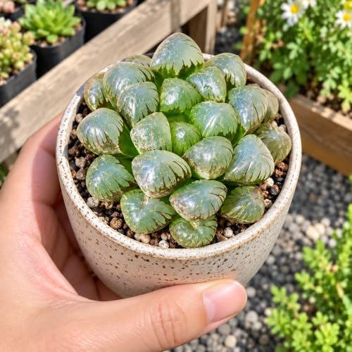Haworthia 'Cooperi Ice Lantern' Bare Root Succulent Live Plant 3-3.5 Inch - Image 4