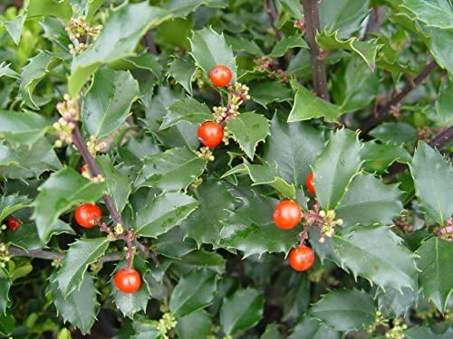 Ilex X meserveae 'Berryific' (Holly) Evergreen, Male & female in same pot, #3 - Size Container - Image 3