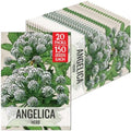 Seed Needs Angelica Seeds to Plant an Herb Garden - 20 Packs by SeedNeeds