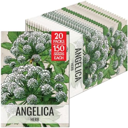 Seed Needs Angelica Seeds to Plant an Herb Garden - 20 Packs by SeedNeeds