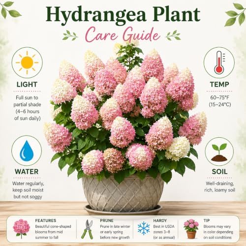 Pink White Hydrangea Plant Live, Garden Shrub, 7-12" Tall, in Pot - Image 2