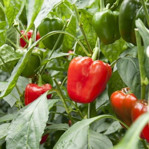 Organic Sweet Pepper Seeds (California Wonder) - Approx 25 Seeds - USDA Organic, Non-GMO, Open Pollinated, Heirloom, USA Origin - Image 3