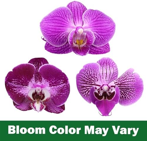 Premium Purple Live Orchid Plant Blooming in 3.5" Blue & White Orchid Pot, Live Plants, Houseplant Gifts, Approx. 16" Tall, Pet Friendly Houseplants, Phalaenopsis Moth Flower by Plants for Pets - Image 4