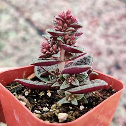 Live Succulent Cactus Plants from USKC (2" Pot) (Crassula Tiger Jade) - Image 4