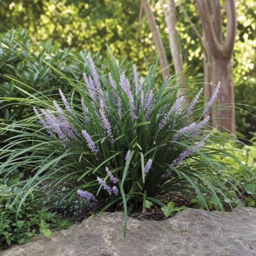 Evergreen Giant Liriope Muscari - 20 Live Plants - Drought Tolerant Low Maintenance Evergreen Groundcover Grass - Image 4