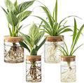 Glass Plant Propagation Stations for Plants – Set of 4(2 Large & 2 Small) Hydroponic Vases for Plant Cuttings,Flower Arrangements, Home & Office Decor–Desktop Vases for Living Room, Bedroom (4) by wangsdjy