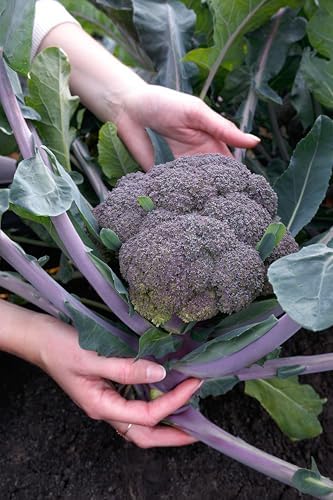 Purple Magic F1 Broccoli Seeds for Planting: 70 Count - Image 3