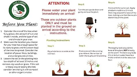 Pin Oak Tree - Fast Growing Hardwood - Live Plant Shipped 2 to 3 Feet Tall by DAS Farms - Image 6