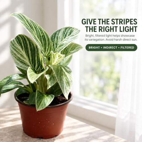 Philodendron Evian Live Plant - Fully Rooted Rare Variegated Houseplant - Image 4