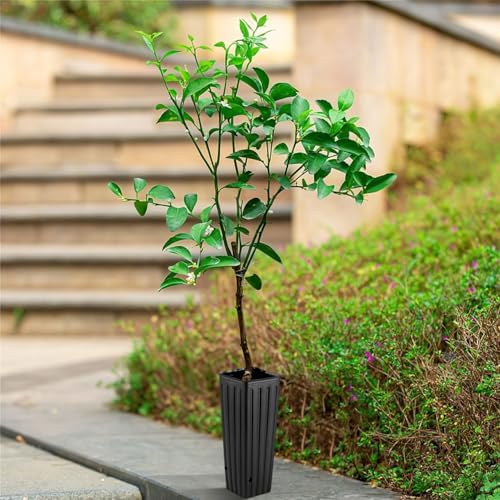 Tree Pots 50 Pcs, 11.2 Inch Deep Nursery Pots with Drainage Holes, Plastic Plant Containers for Citrus Seedlings, Vegetables and Garden Use - Image 5