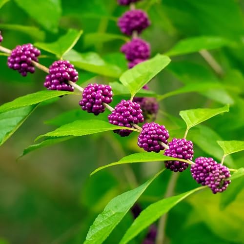 Purple Beautyberry Shrub Live Plant, Purple Berries, 4'' Pot - Image 6
