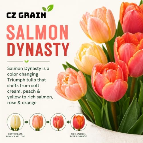 25 Salmon Dynasty Tulip Bulbs | Coral Pink Spring Flowers for Fall Planting - Image 7