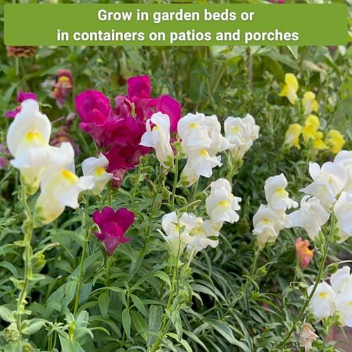 Sow Right Seeds - Frost Hardy Flower Seed Collection for Planting Garden - Image 5
