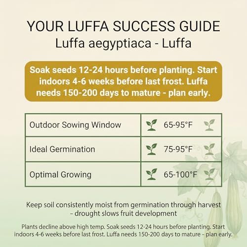 40 Loofah (Luffa) Gourd Seeds for Planting - Dual-Use Sponge and Edible Vine, Heirloom, Non-GMO, USA Grown by RDR Seeds - Image 3