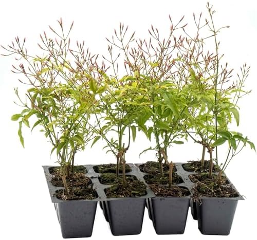 12 Pink Jasmine – Highly Fragrant White-Blooming Evergreen Climbing Vine for Trellises, Fences & Containers (Jasminum polyanthum) in 2.5″ Cubes, Live Plants by CitronellaKing