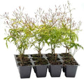 12 Pink Jasmine – Highly Fragrant White-Blooming Evergreen Climbing Vine for Trellises, Fences & Containers (Jasminum polyanthum) in 2.5″ Cubes, Live Plants by CitronellaKing
