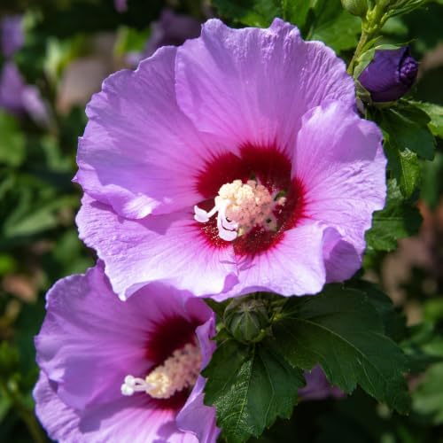 Purple Althea Live Plants - Rose of Sharon, 8-12" Tall Quart Pot Flowering Trees, Hibiscus Shrubs for Outdoor Planting, Landscaping & Garden Bed - Image 4