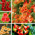Hummingbird Trumpet Vine Seeds, 300 PCS, Fast-Growing Climbing Flowering Vine, Bright Orange Red Blooms, Attracts Hummingbirds & Butterflies, Hardy Perennial for Fence, Trellis & Garden by BuggyBeds