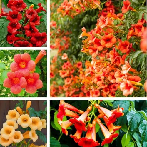 Hummingbird Trumpet Vine Seeds, 300 PCS, Fast-Growing Climbing Flowering Vine, Bright Orange Red Blooms, Attracts Hummingbirds & Butterflies, Hardy Perennial for Fence, Trellis & Garden by BuggyBeds