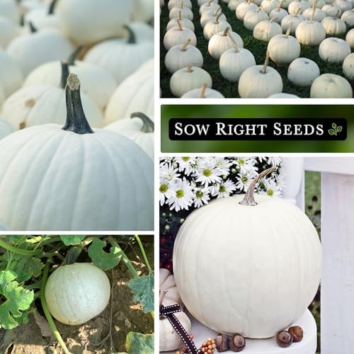 Sow Right Seeds-Casper Pumpkin Seed for Planting Outdoor White Pumpkins 3pk - Image 4