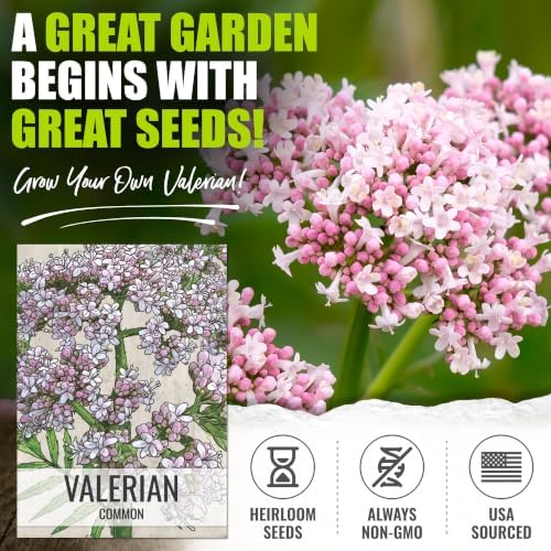 Seed Needs Valerian Seeds to Plant an Herb Garden - 2 Packs - Image 2