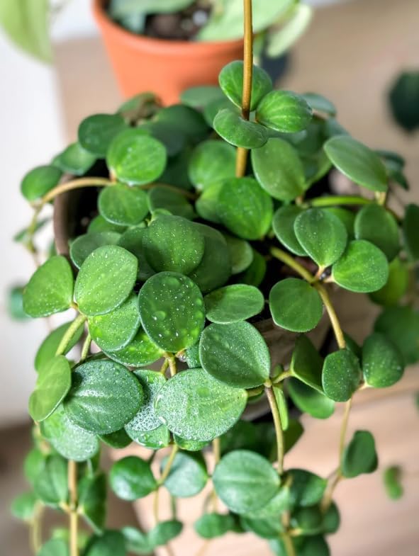 Variety of Peperomia Live Plant for Houseplant Tropical Shurb 4" Pot (Peperomia Hope Plant) - Image 2