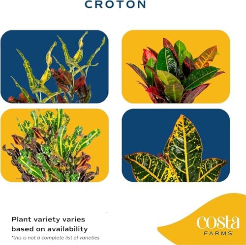 Costa Farms Croton, Live Indoor Plant, Easy Care, Home Decor - Image 4