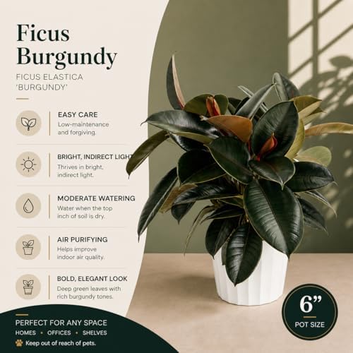 Rubber Tree Live House Plant - Large Indoor Air Purifier Plant - Dark Shiny Petals - Indoor Plants Live Houseplants for Room Decor - Elegant Ficus Burgundy Live House Plants - Image 3