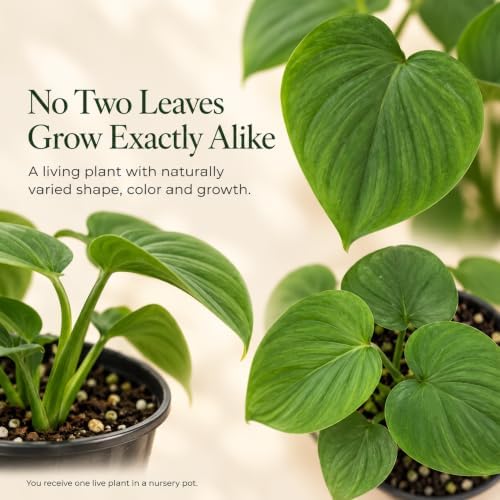 Philodendron Peru Live Plant - Rare Textured Indoor Trailing Houseplant - Image 4