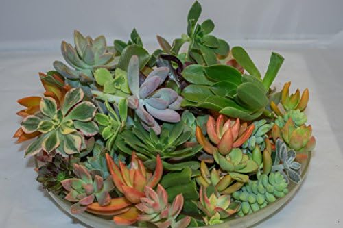 10 Assorted Live Succulent Cuttings, No 2 Succulents Alike, Great for Terrariums, Mini Gardens, and as Starter Plants - Image 4