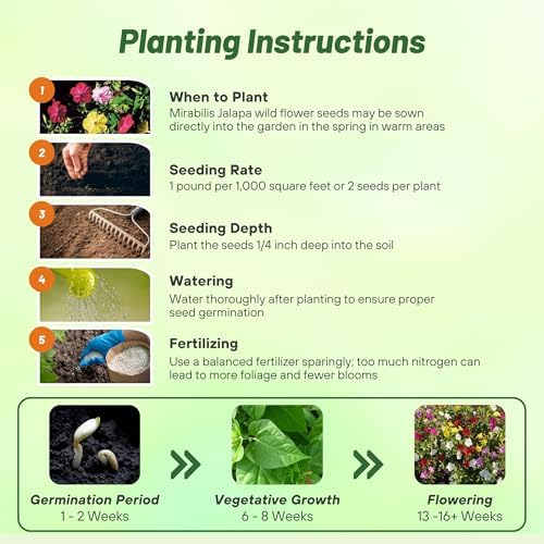 Outsidepride Mixed Four O'clock Flower Seeds - 5 lb Perennial Fragrant, Trumpet-Shaped Blooms, Deer-Proof & Easy to Grow, for Pollinator & Evening Gardens, Containers, Hedges, or Borders - Image 5