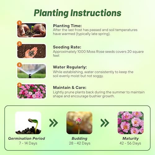 Outsidepride Peppermint Moss Rose Seeds - 500 Pcs Annual, Drought & Heat Tolerant, Pollinator Friendly Ground Cover Seeds for Planting w/Vibrant Blooms & Succulent Foliage, Ideal for Xeriscaping - Image 4